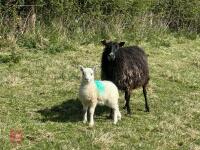 1 GOTLAND FULL MOUTH EWE & CHEVIOT LAMB BIDS PER LIFE - 2