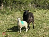 1 GOTLAND FULL MOUTH EWE & CHEVIOT LAMB BIDS PER LIFE - 3