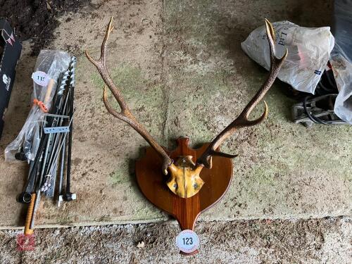 MOUNTED RED DEER SKULL & ANTLERS