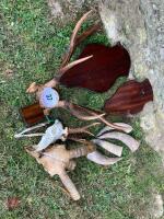 RED DEER HEAD, ROE HEAD & SHEEP HEAD