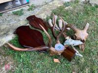 RED DEER HEAD, ROE HEAD & SHEEP HEAD - 4