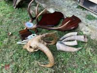 RED DEER HEAD, ROE HEAD & SHEEP HEAD - 5
