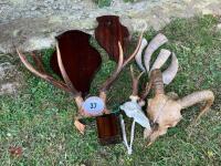 RED DEER HEAD, ROE HEAD & SHEEP HEAD - 8