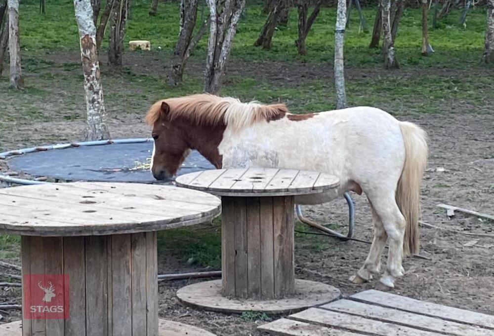 2YR DARTMOOR STALLION HORSE