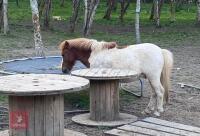 2YR DARTMOOR STALLION HORSE