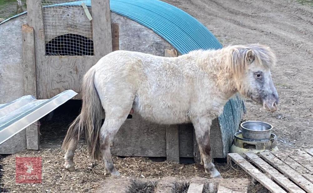 2YR DARTMOOR STALLION HORSE