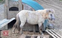 2YR DARTMOOR STALLION HORSE
