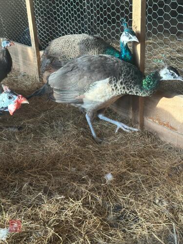 6MO PAIR OF PEAFOWL BIDS PER LIFE