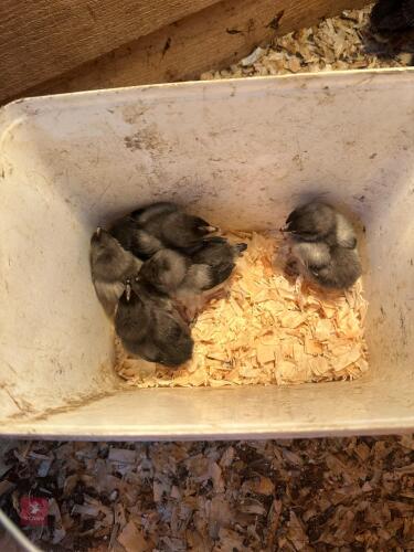 5 COPPER BLUE MARAN CHICKS BIDS PER LIFE