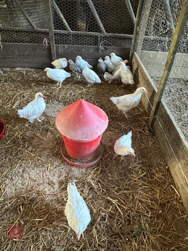 10 WHITE CHICKS BIDS FOR THE GROUP