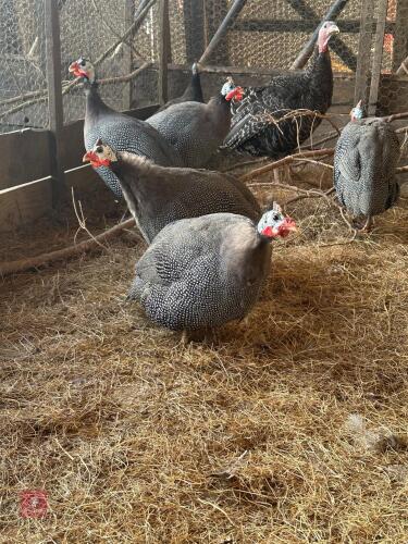 5 GUINEAFOWL BIDS PER LIFE