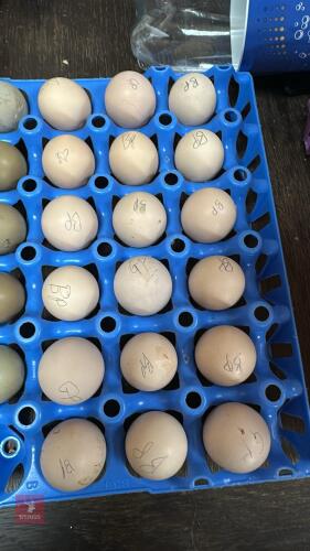 12 PERKIN BANTAM HATCHING EGGS BIDS FOR THE GROUP