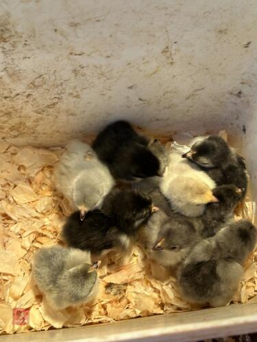 10 PEKIN BANTAM CHICKS BIDS FOR THE GROUP