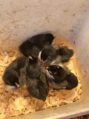 5 COPPER BLACK MARRAN CHICKS BIDS FOR THE GROUP