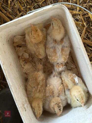 5 X 3WK BUFF ORPINGTON CHICKS BIDS FOR THE GROUP