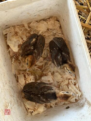3 X 2WK SILVER PHEASANT CHICKS BIDS FOR THE GROUP