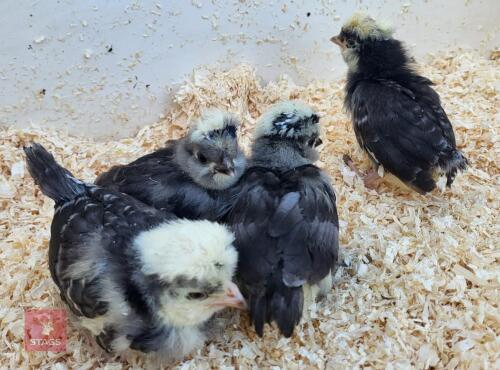 4 X 5WK POLISH BANTAM CHICKS BIDS FOR THE GROUP