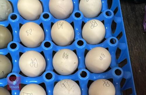 1 DOZEN PEKIN HATCHING EGGS BIDS FOR THE GROUP