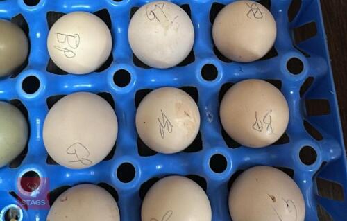 1 DOZEN PEKIN HATCHING EGGS BIDS FOR THE GROUP