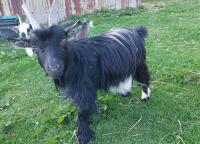 3YR PEDIGREE WETHER GOAT