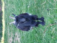 3YR PEDIGREE WETHER GOAT - 2