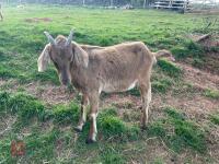 2 ANGLO NUBIAN X GOLDEN GUERNSEY GOATS BIDS PER LIFE