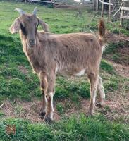 2 ANGLO NUBIAN X GOLDEN GUERNSEY GOATS BIDS PER LIFE - 2