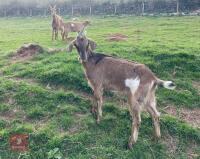 2 ANGLO NUBIAN X GOLDEN GUERNSEY GOATS BIDS PER LIFE - 4