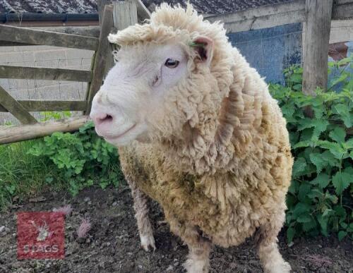 POLL DORSET 6T RAM