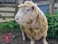POLL DORSET 6T RAM