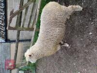 POLL DORSET 6T RAM - 2