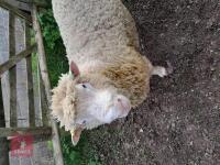 POLL DORSET 6T RAM - 3