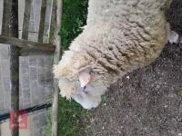 POLL DORSET 6T RAM - 4