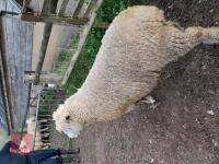POLL DORSET 6T RAM - 5