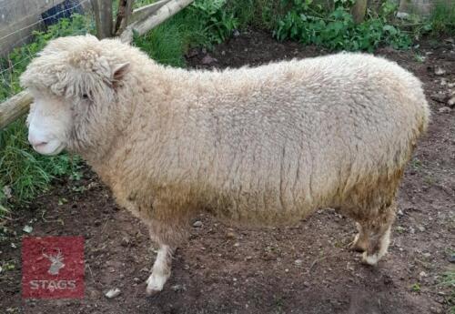 POLL DORSET 2T RAM