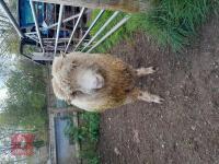 POLL DORSET 2T RAM - 2