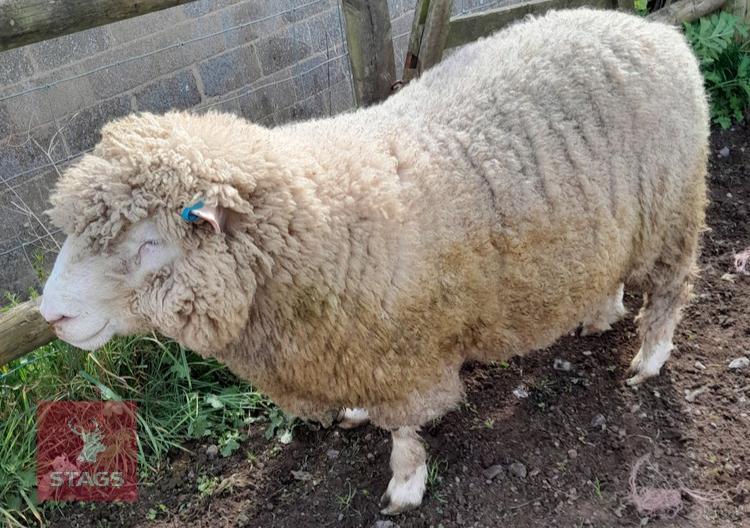 POLL DORSET 6T RAM