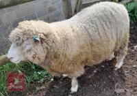 POLL DORSET 6T RAM