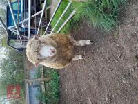 POLL DORSET 6T RAM - 2