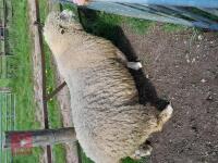 POLL DORSET 6T RAM - 3