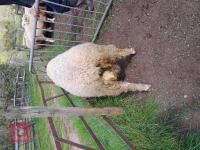 POLL DORSET 6T RAM - 4