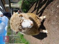 POLL DORSET 6T RAM - 5