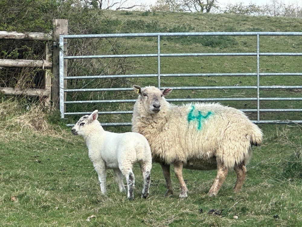 1 SUFFOLK X HILL FULL MOUTH EWE & LAMB BIDS PER LIFE