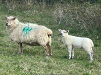 1 SUFFOLK X HILL FULL MOUTH EWE & LAMB BIDS PER LIFE - 2