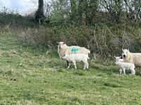 1 SUFFOLK X HILL FULL MOUTH EWE & LAMB BIDS PER LIFE - 3