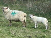 1 SUFFOLK X HILL FULL MOUTH EWE & LAMB BIDS PER LIFE - 4