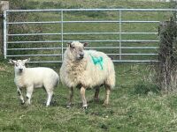 1 SUFFOLK X HILL FULL MOUTH EWE & LAMB BIDS PER LIFE - 5