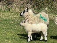 1 KERRY HILL FULL MOUTH EWE & TEXEL LAMB BIDS PER LIFE - 2