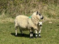 1 KERRY HILL FULL MOUTH EWE & TEXEL LAMB BIDS PER LIFE - 3