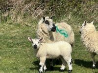 1 KERRY HILL FULL MOUTH EWE & TEXEL LAMB BIDS PER LIFE - 4